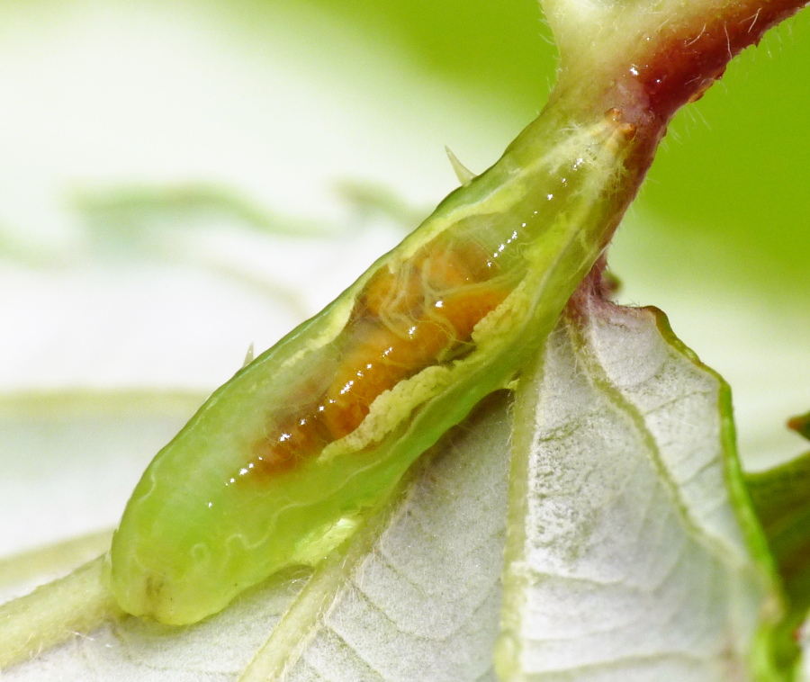 Larva di Syrphidae?